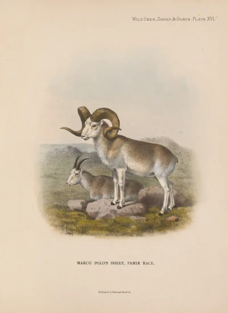 Marco Polo’s Sheep, Pamir Race av Richard Lydekker