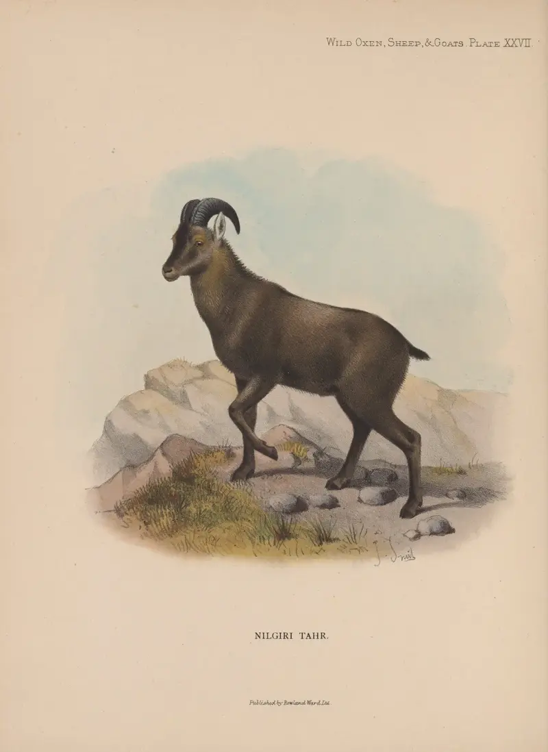 Nilgiri Tahr, Richard Lydekker