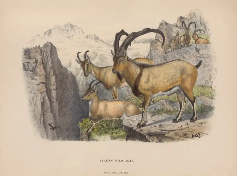 Persian Wild Goat . av Richard Lydekker
