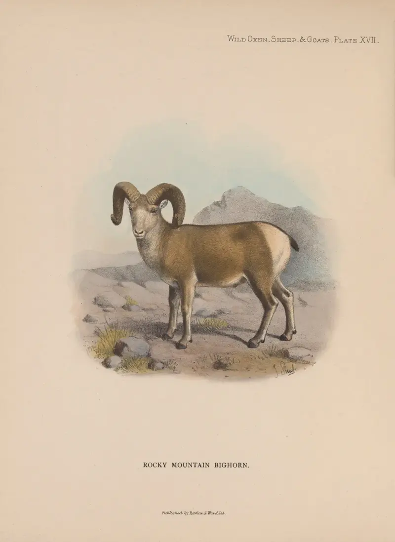 Rocky Mountain Bighorn av Richard Lydekker