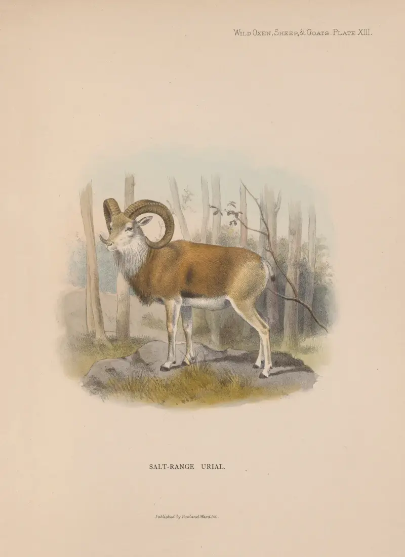 Salt-Range Urial, Richard Lydekker