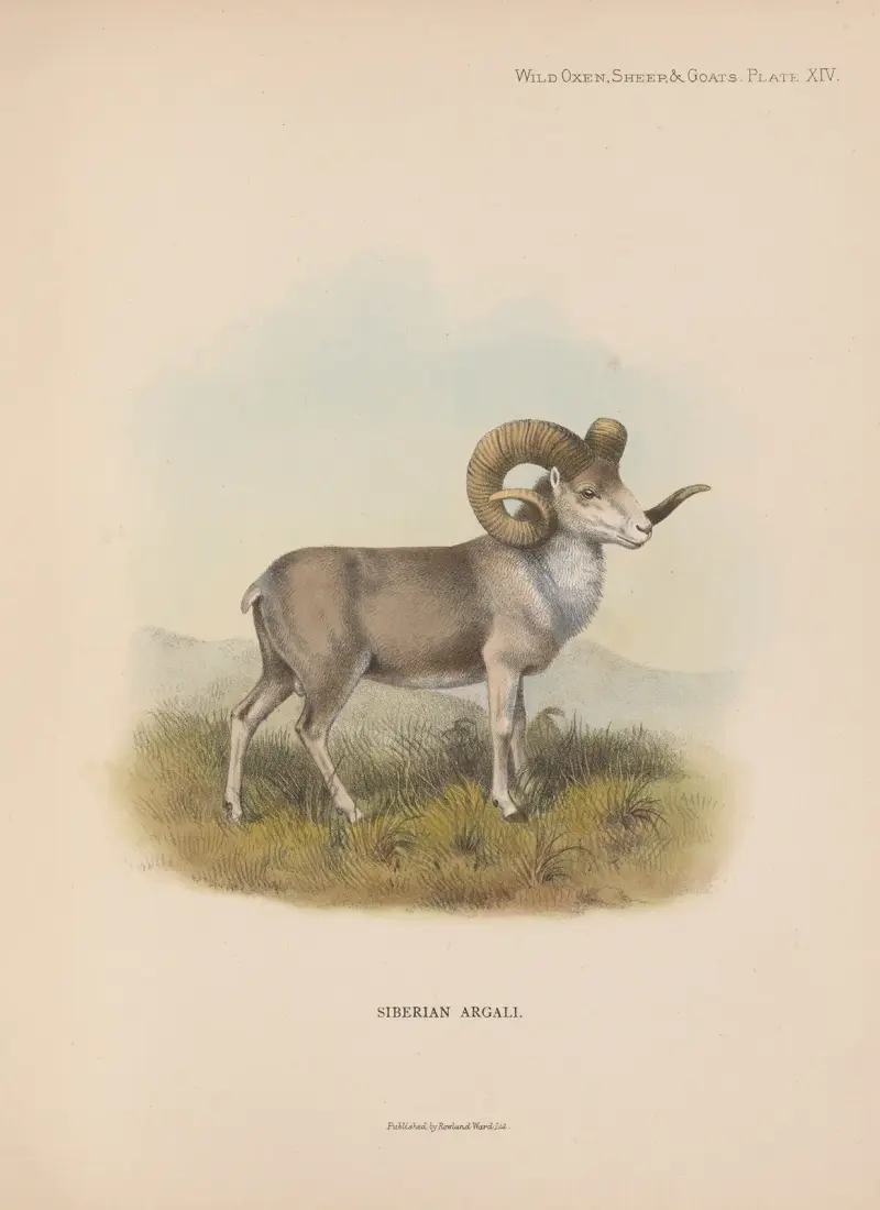 Siberian Argali av Richard Lydekker