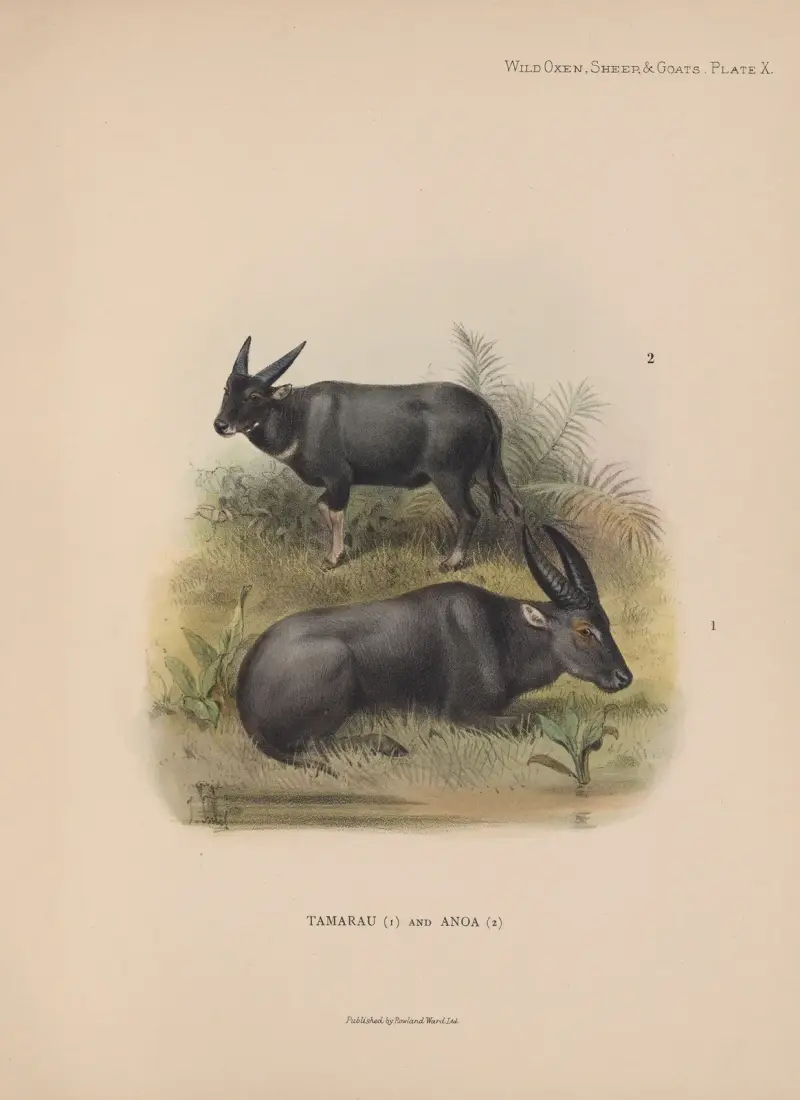 Tamarau a anoa, Richard Lydekker
