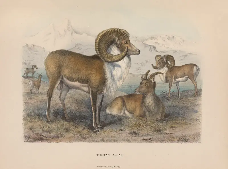 Tibet-Argali von Richard Lydekker