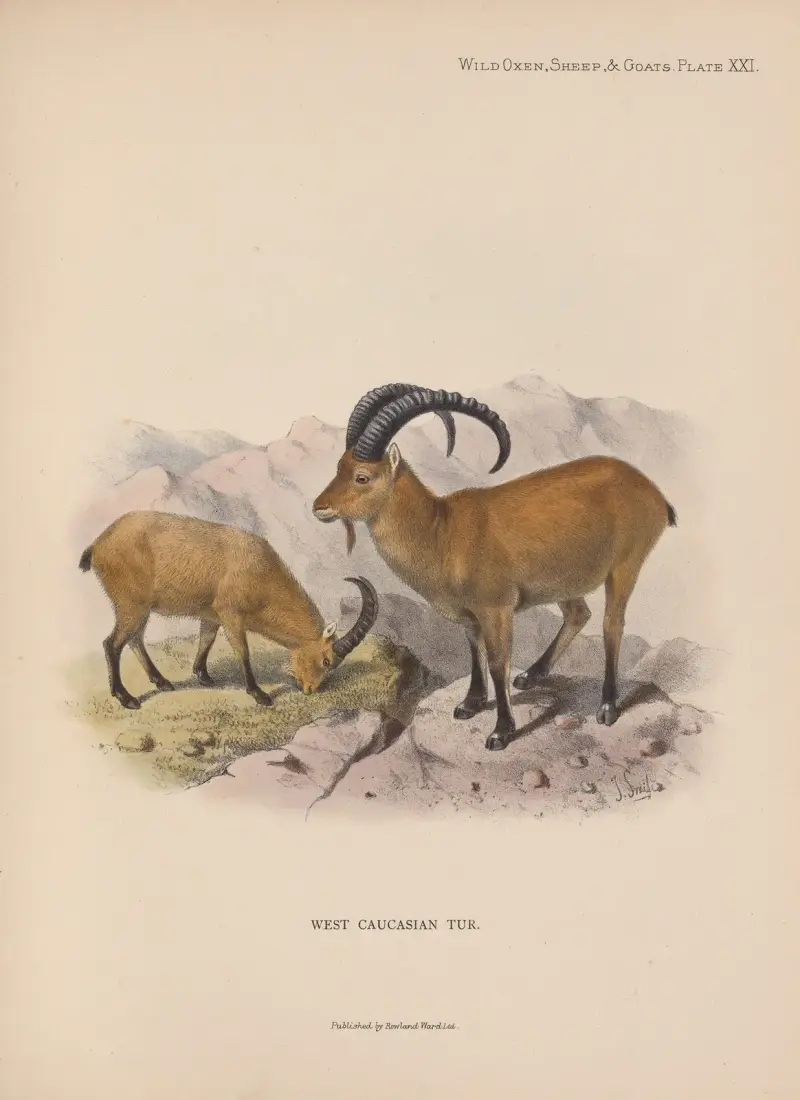 West Caucasian Tur av Richard Lydekker