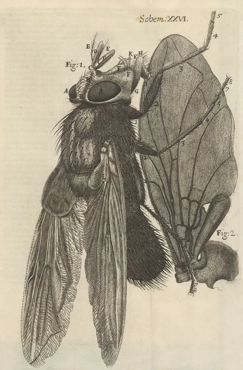 Microscopic view of a blue fly av Robert Hooke