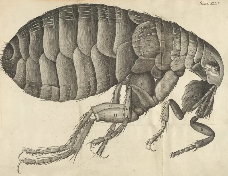 Microscopic view of a flea av Robert Hooke