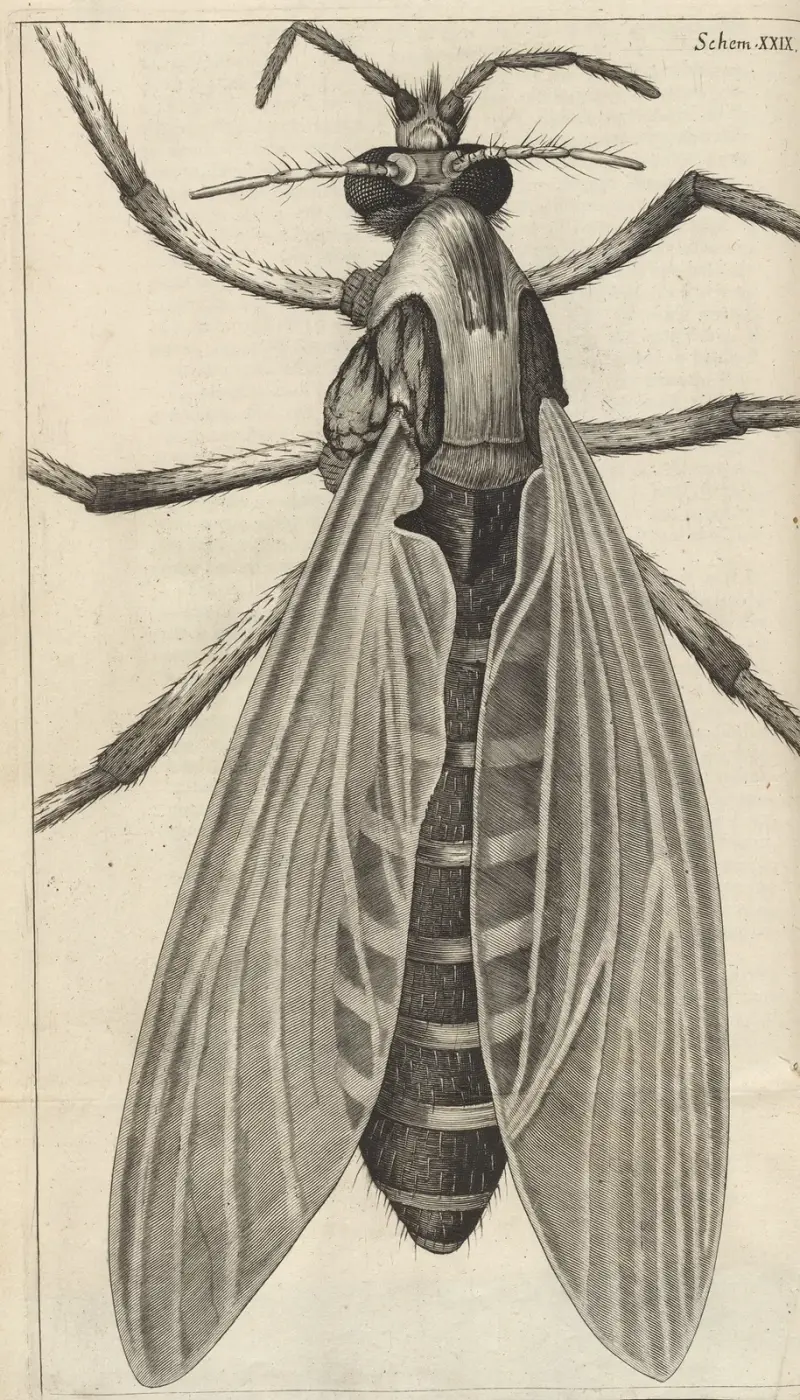 Microscopic view of a great belly’d [bellied] gnat or female gnat av Robert Hooke