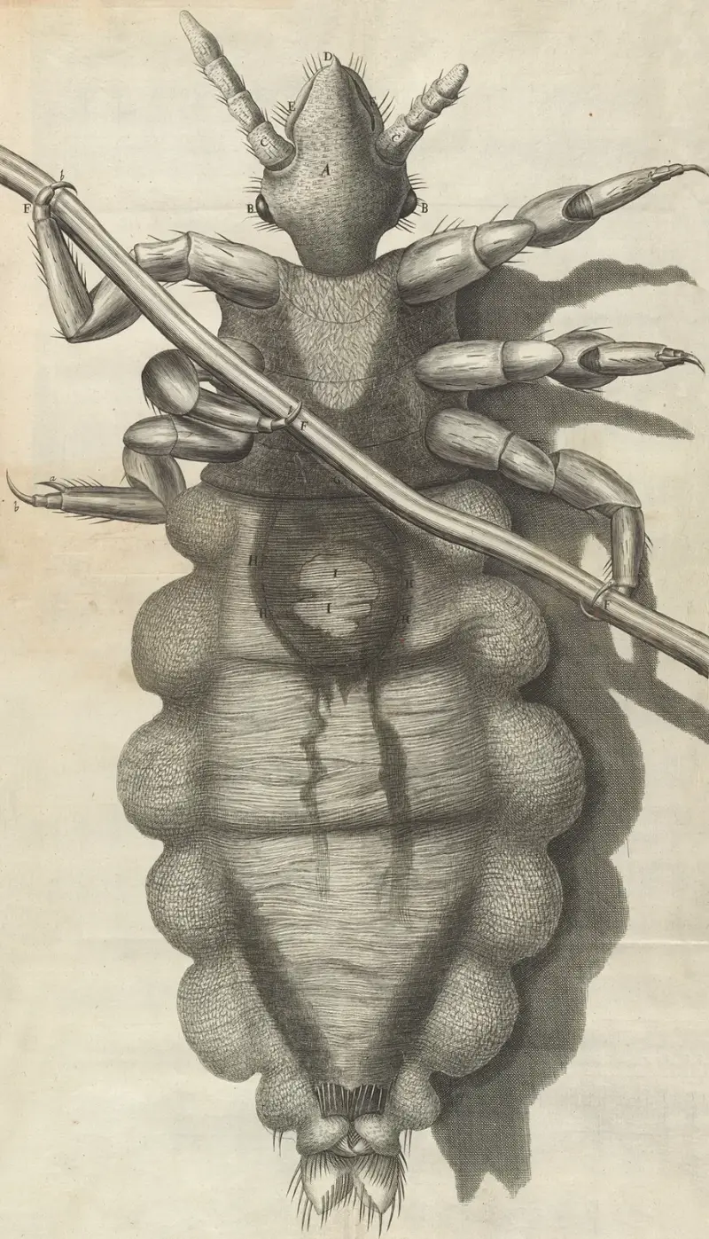 Mikroskopický pohled na veš, Robert Hooke