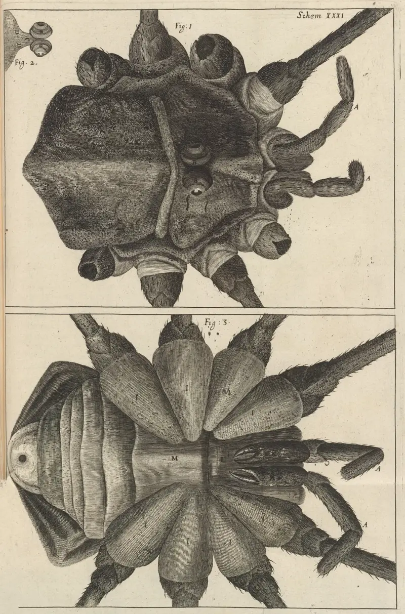Mikroskopische Ansicht einer Hirten- oder Langbeinspinne von Robert Hooke