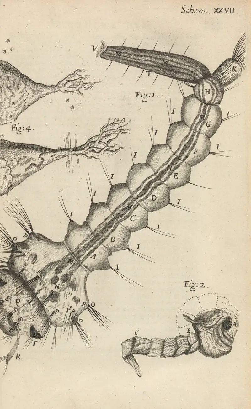 Mikroskopisk bild av en vatteninsekt eller mygga av Robert Hooke