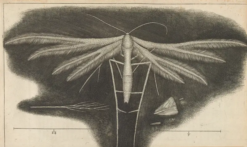 Mikroskopische Ansicht einer weißen geflügelten Motte von Robert Hooke