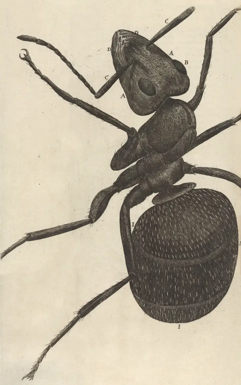 Mikroskopische Ansicht einer Ameise von Robert Hooke