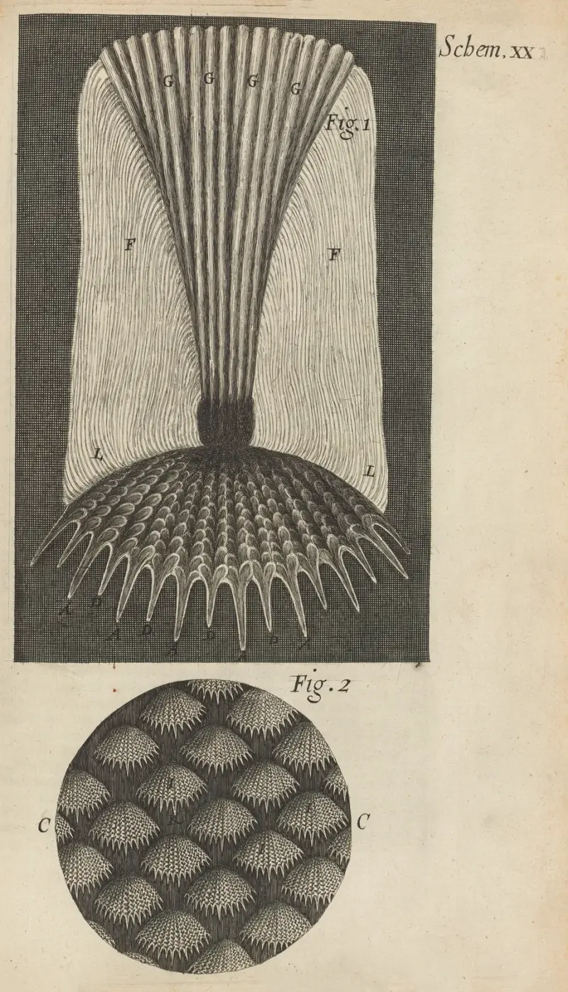 Microscopic view of fish scales av Robert Hooke