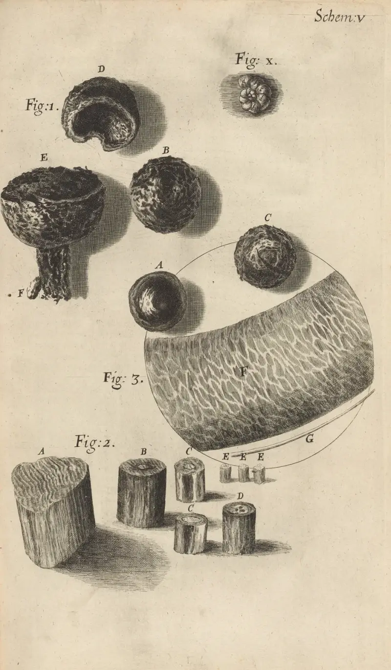 Mikroskopisk vy av flinta eller stål av Robert Hooke