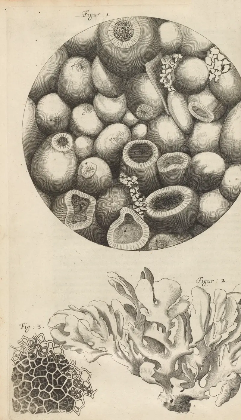 Mikroskopisk bild av Ketteringsten, havsmossa och svamp av Robert Hooke