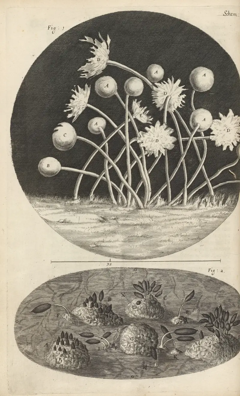 Mikroskopowy widok liści i pleśni, Robert Hooke