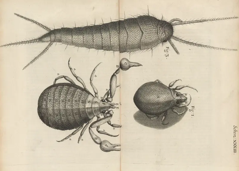 Mikroskopische Ansicht von Milben und Bücherwürmern von Robert Hooke