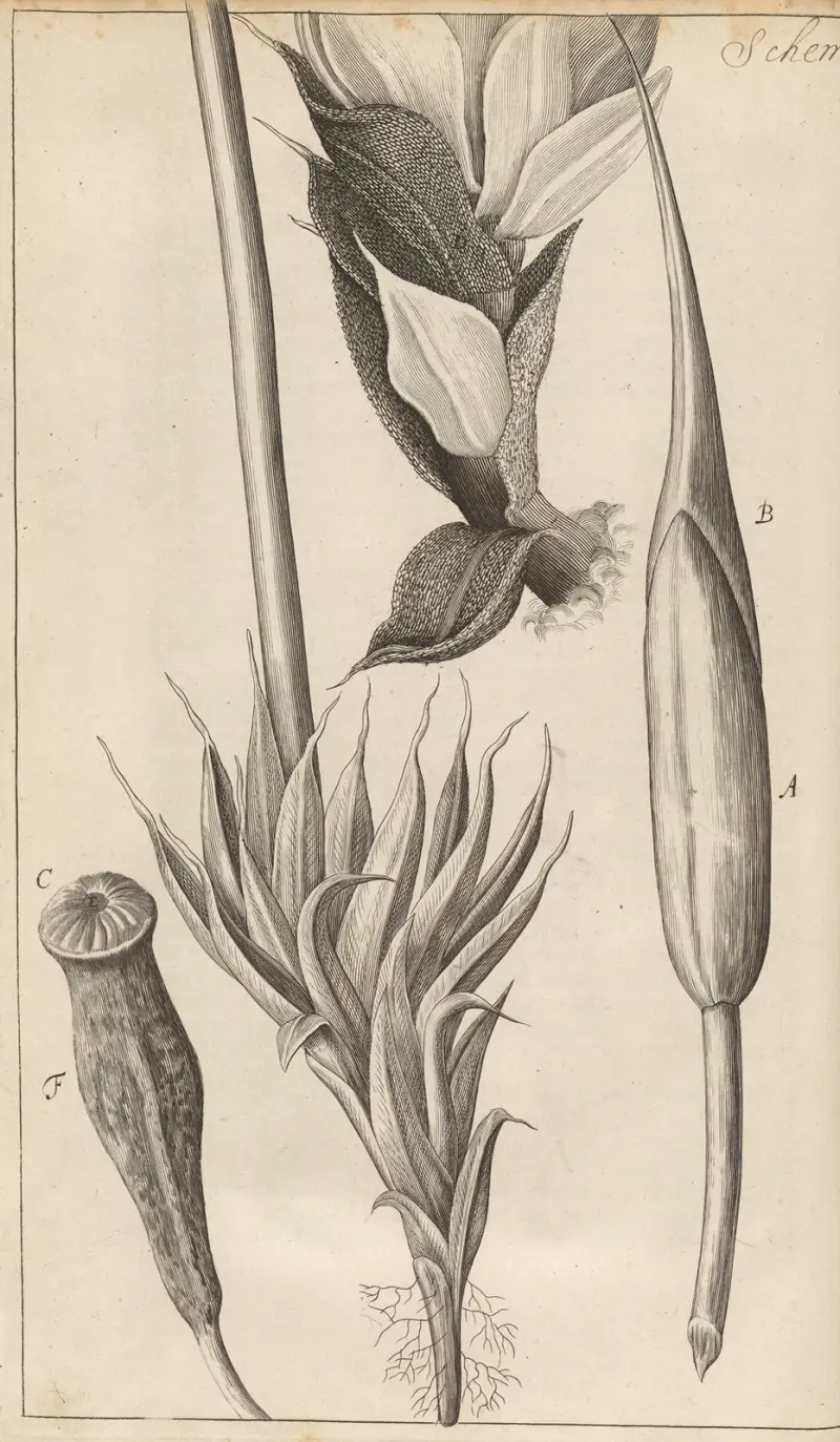 Mikroskopisk vy av mossa och andra små växtämnen av Robert Hooke