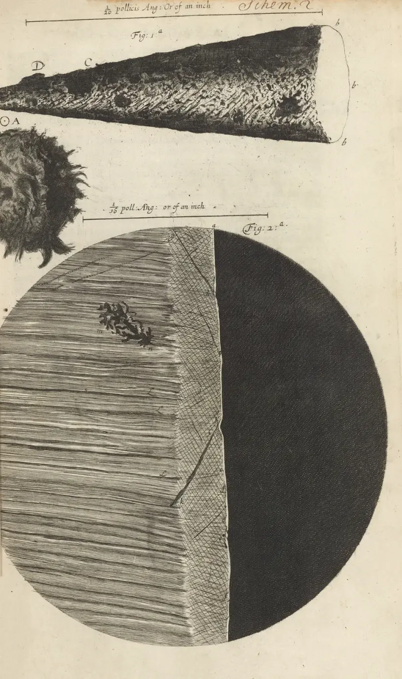 Mikroskopisk vy av nål och rakkniv av Robert Hooke