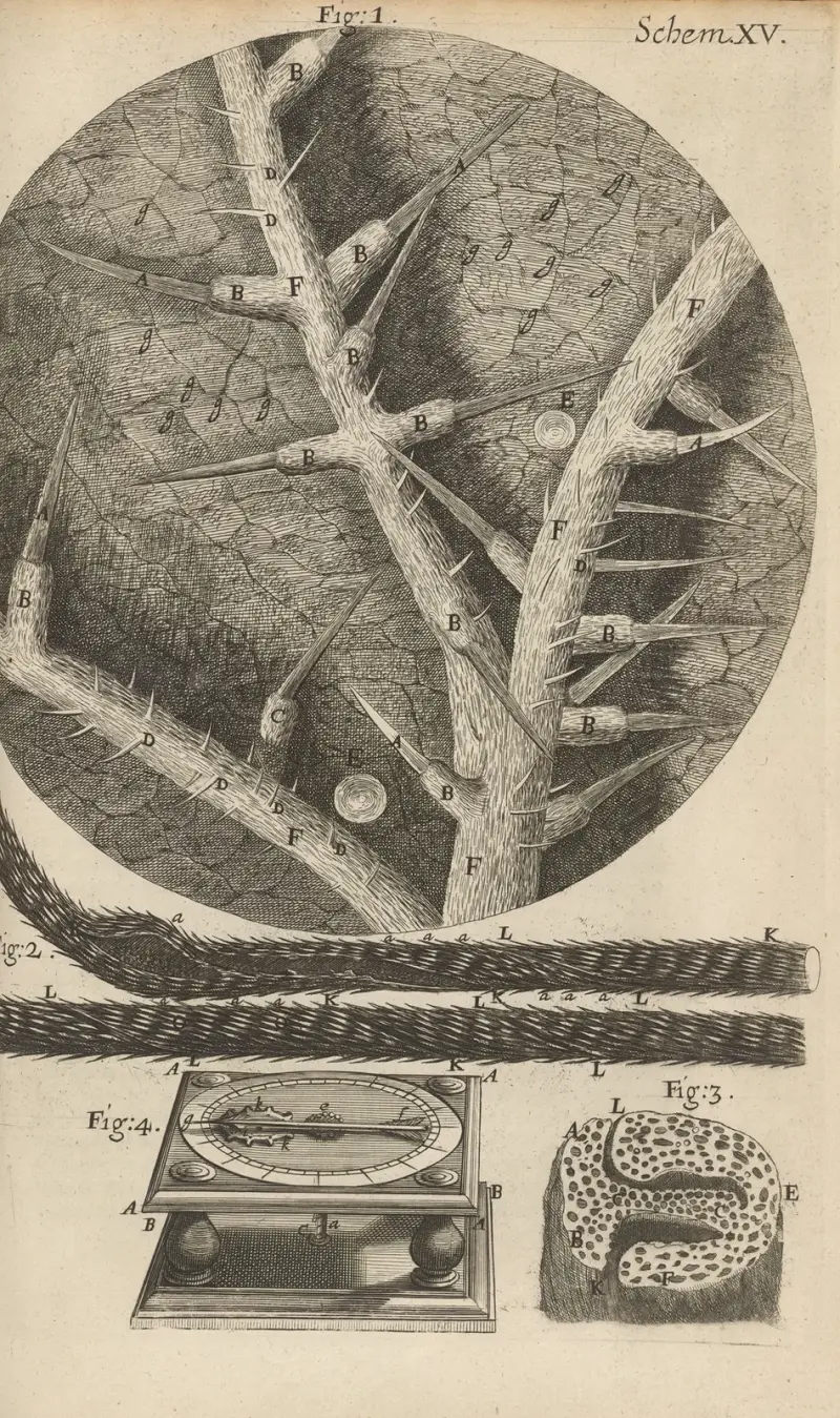 Mikroskopisk bild av nässlor och andra giftiga växter av Robert Hooke