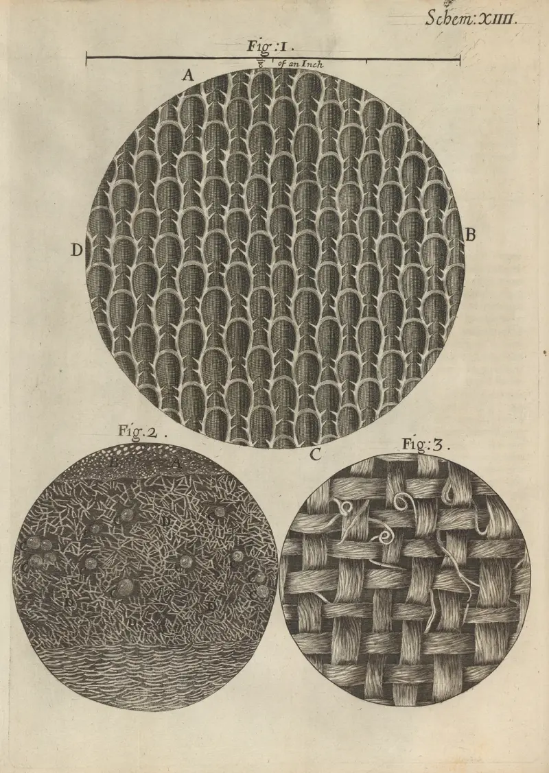 Mikroskopisk vy av tång, rosmarin och andra blad av Robert Hooke
