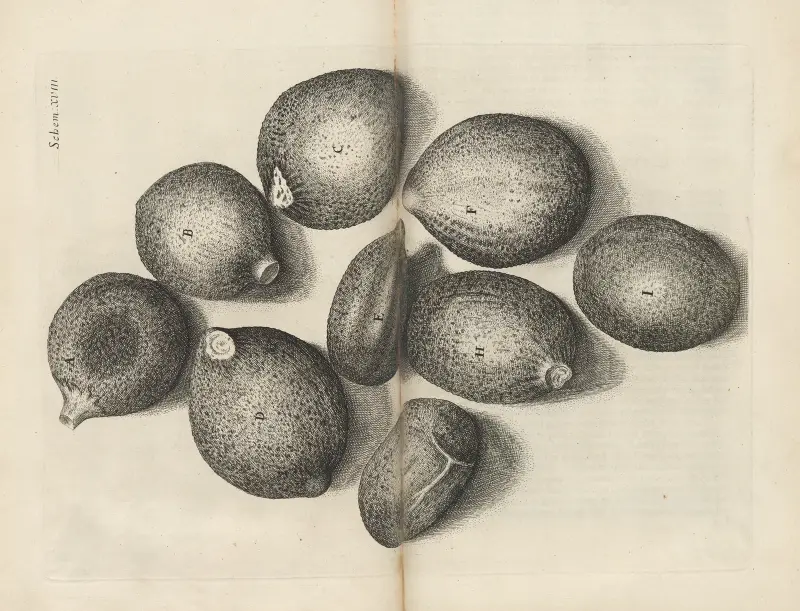 Mikroskopisk vy av timjanfrön av Robert Hooke