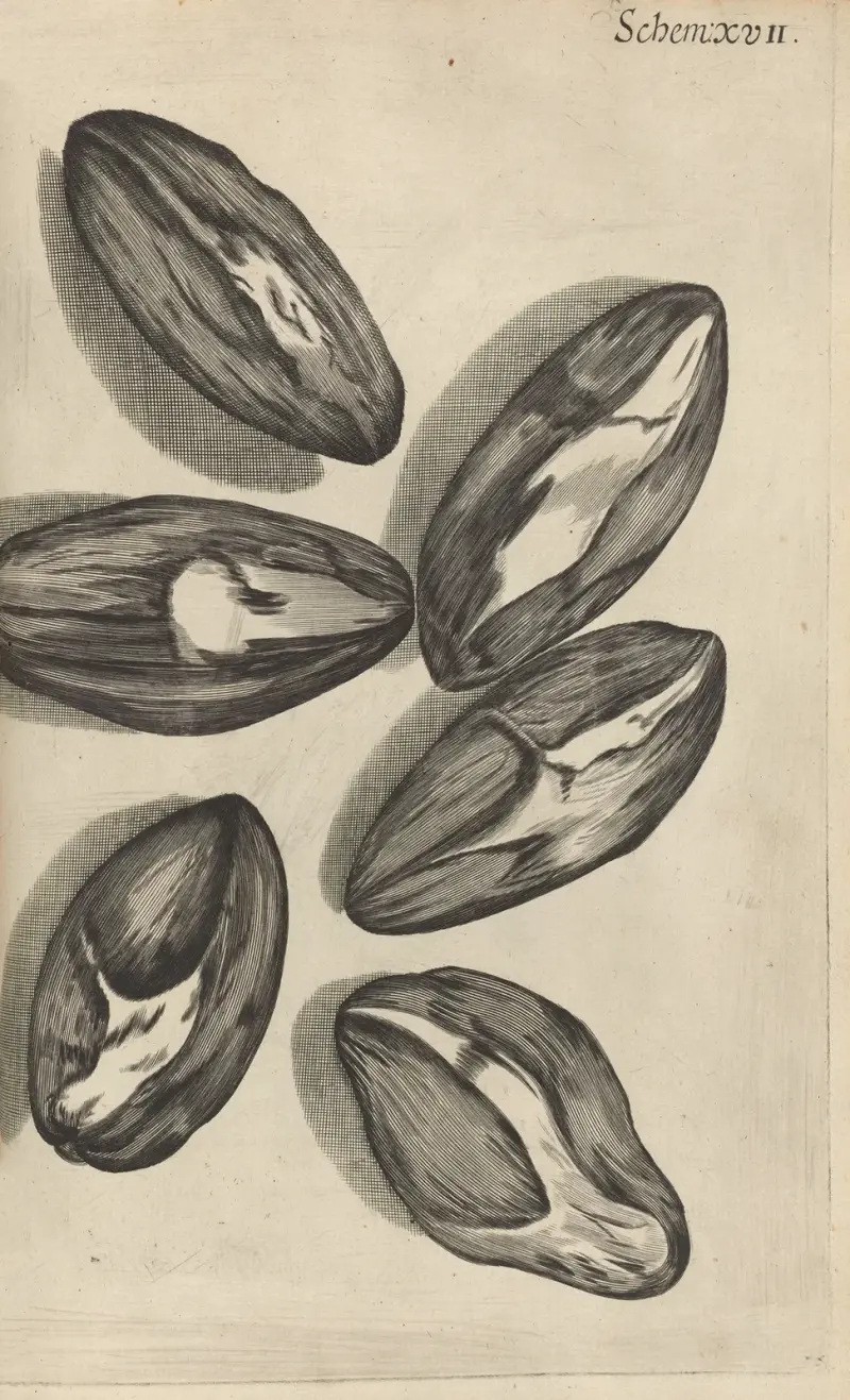Mikroskopisk vy av frön av venusspegel av Robert Hooke