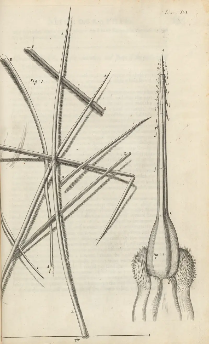 Mikroskopisk bild av olika slags hår och biets gadd av Robert Hooke