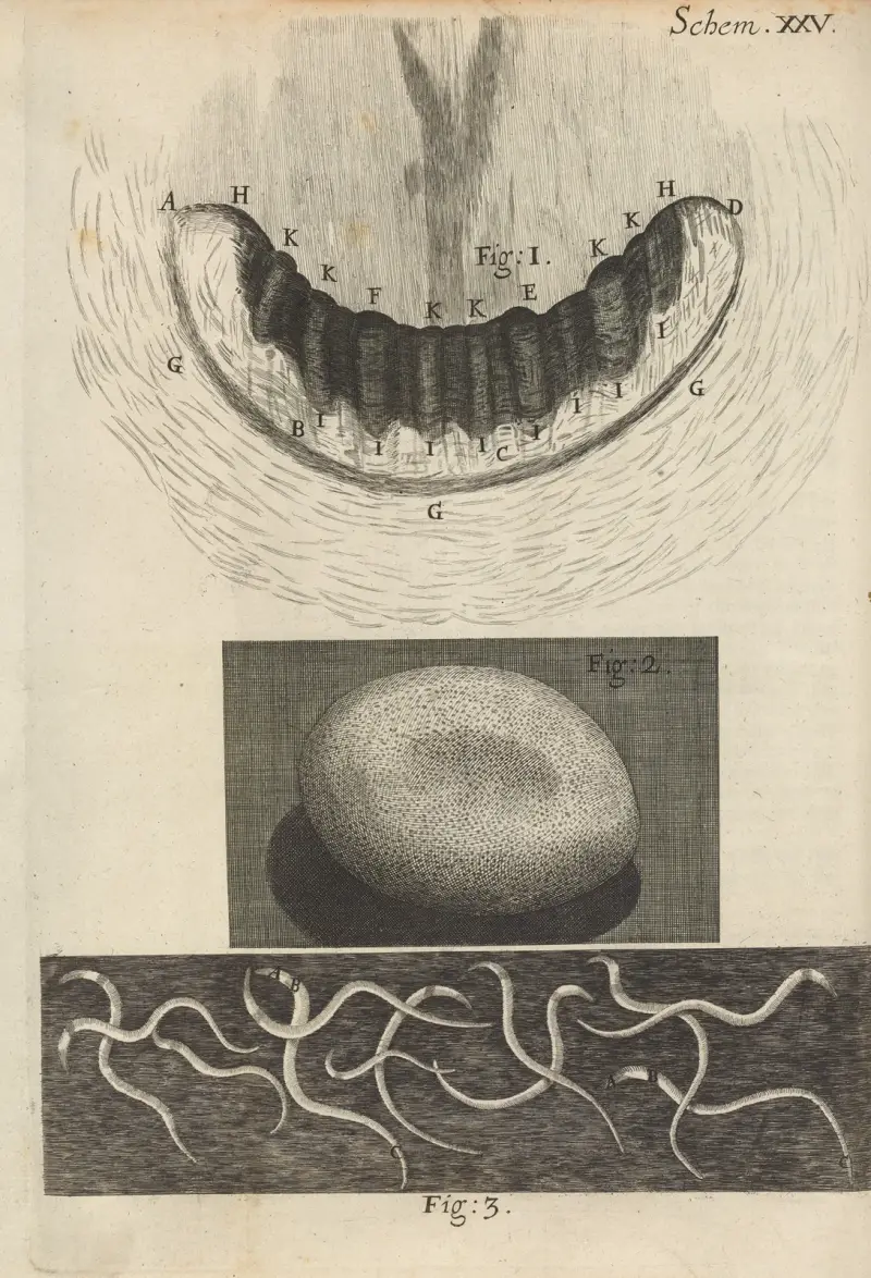 Mikroskopisk bild av snigeltänder och silkesmaskägg av Robert Hooke