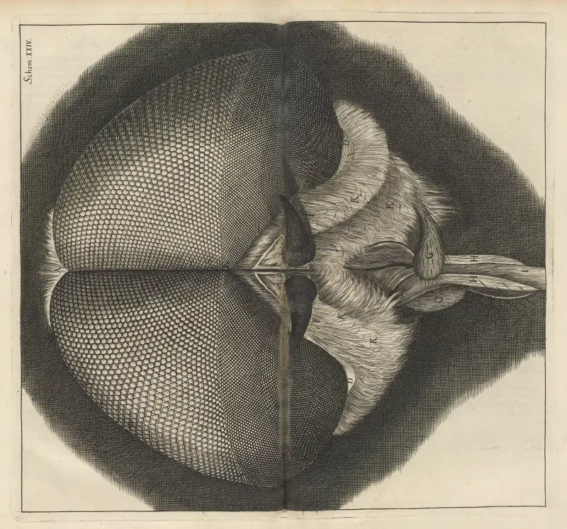 Microscopic view of the eyes and head of a drone-fly av Robert Hooke
