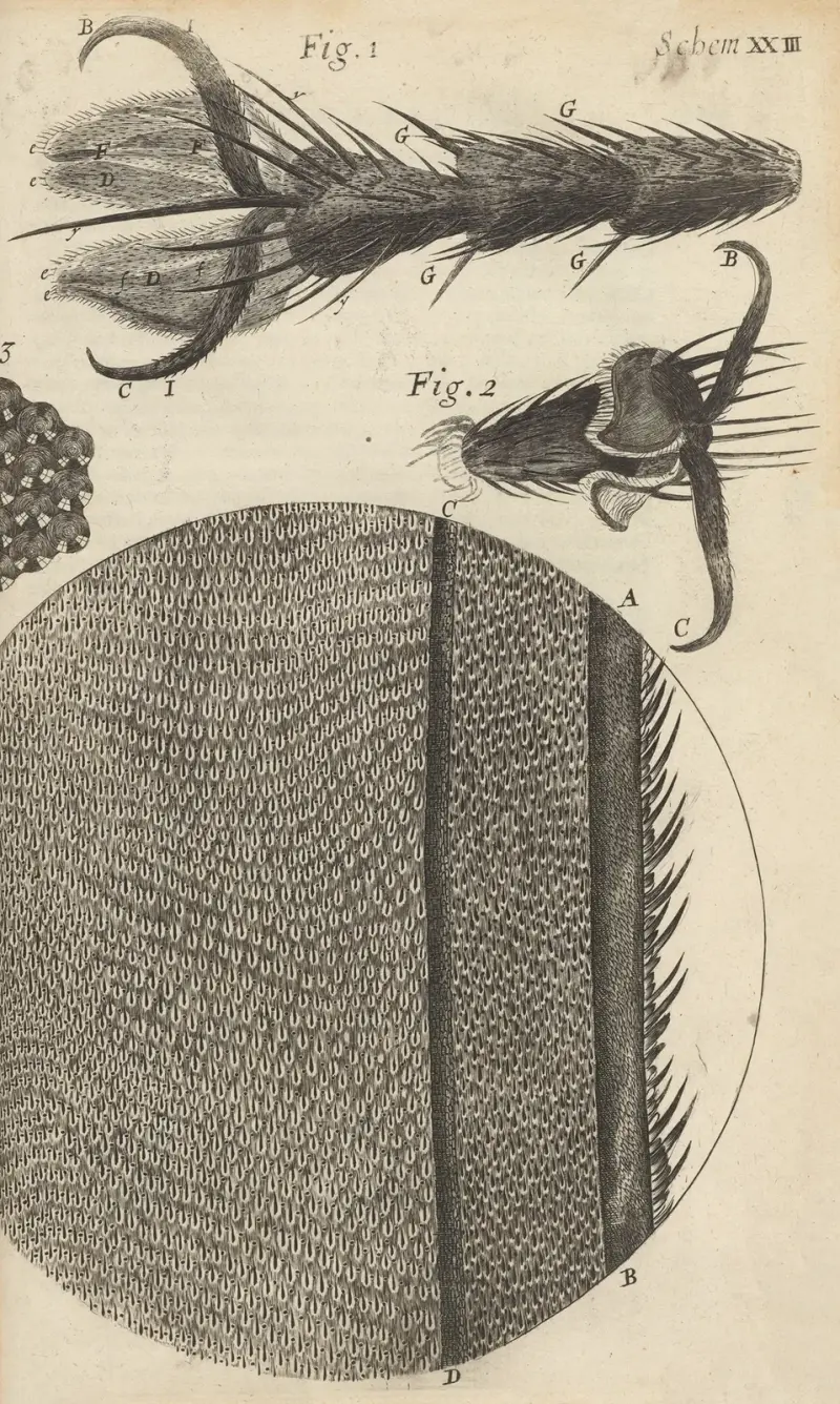 Mikroskopisk vy av flugors fötter och vingar av Robert Hooke