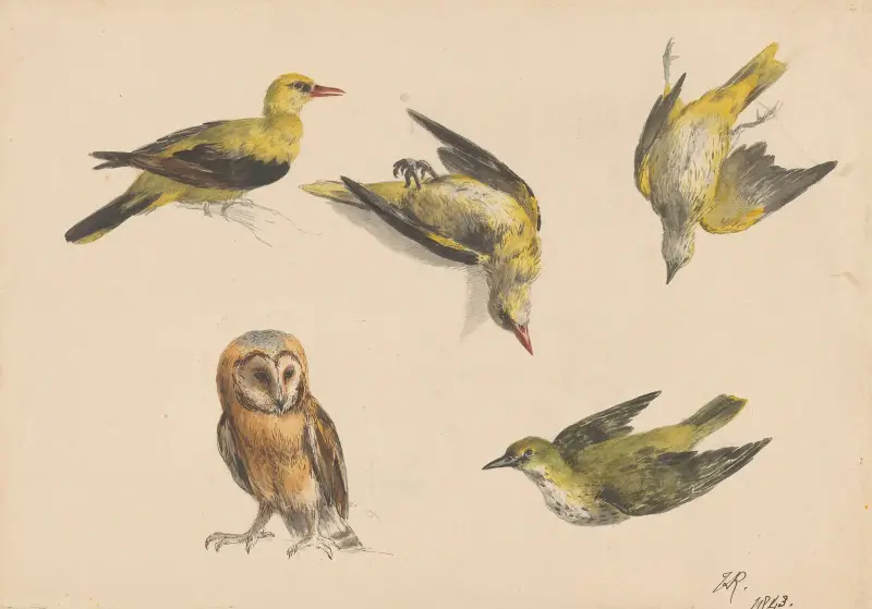 Studier av en uggla och två gyllingar av Henriëtte Ronner-Knip
