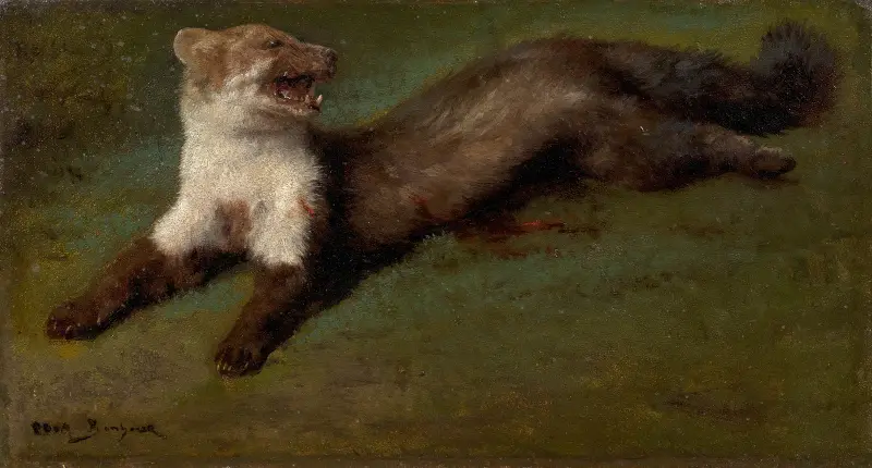 Studie av skadad stenmård av Rosa Bonheur