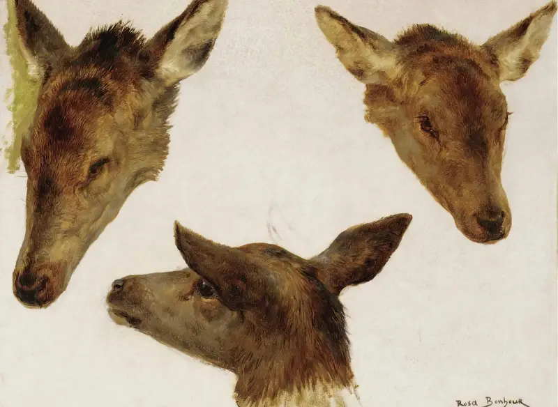 Study Of Deer Heads av Rosa Bonheur