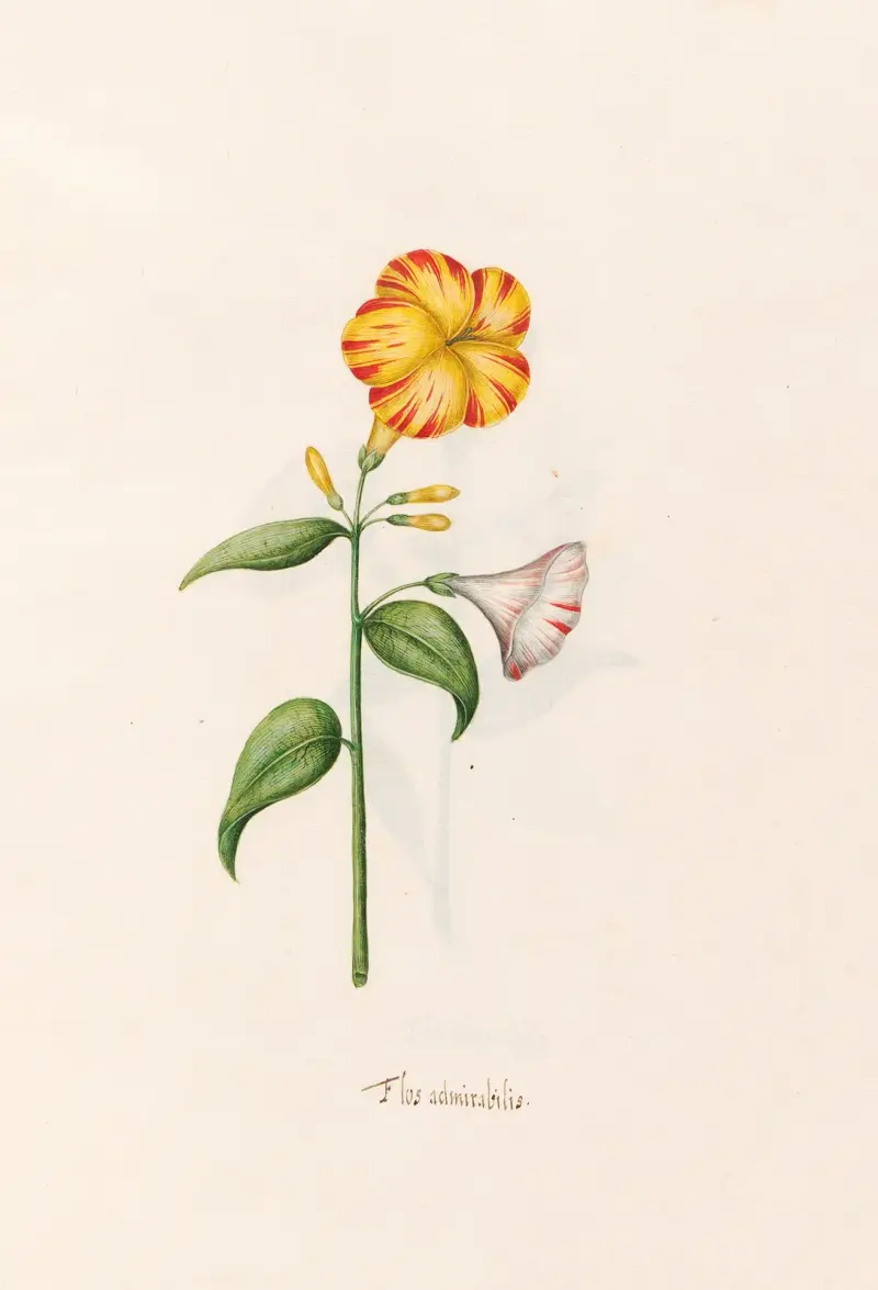Flos admirabilis, 1692 – nr 1 av Magdelena Rosina Funck