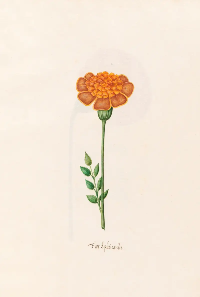 Flos Aphricanüs, 1692 – nr 4 av Magdelena Rosina Funck