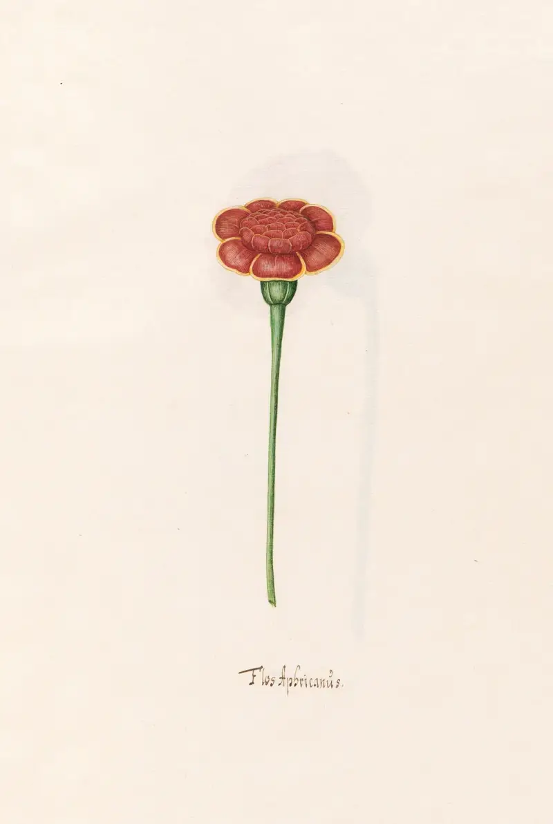Flos Aphricanüs, 1692 – nr 1 av Magdelena Rosina Funck