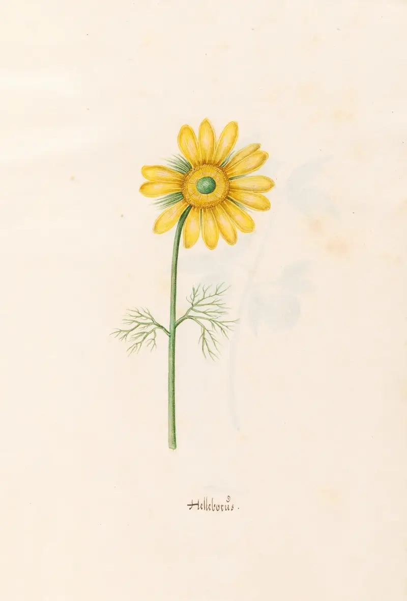 Helleborüs, 1692 – nr 2 av Magdelena Rosina Funck
