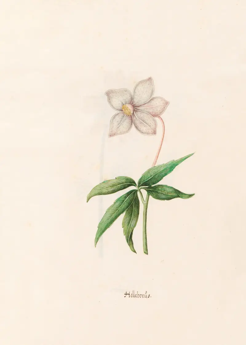 Helleborüs, 1692 – nr 1 av Magdelena Rosina Funck