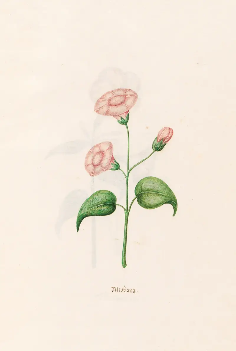 Nicotiana von Magdelena Rosina Funck