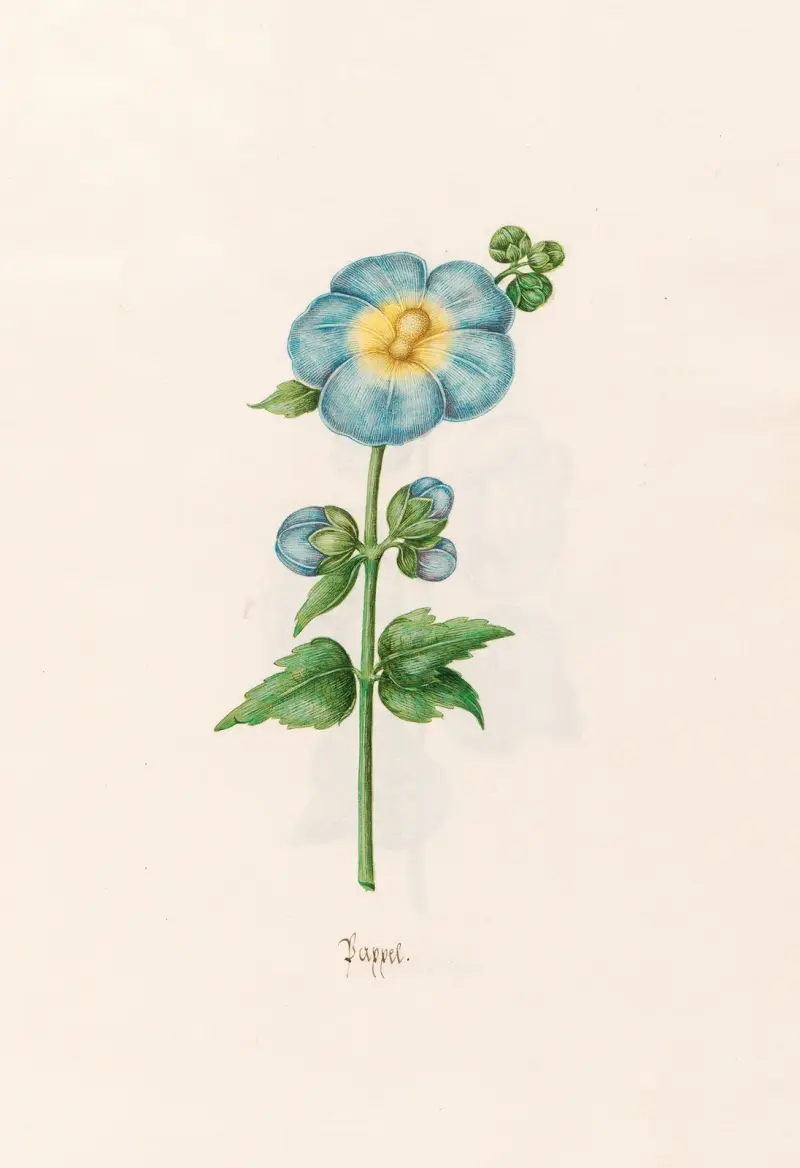 Pappel, 1692 – nr 2 av Magdelena Rosina Funck