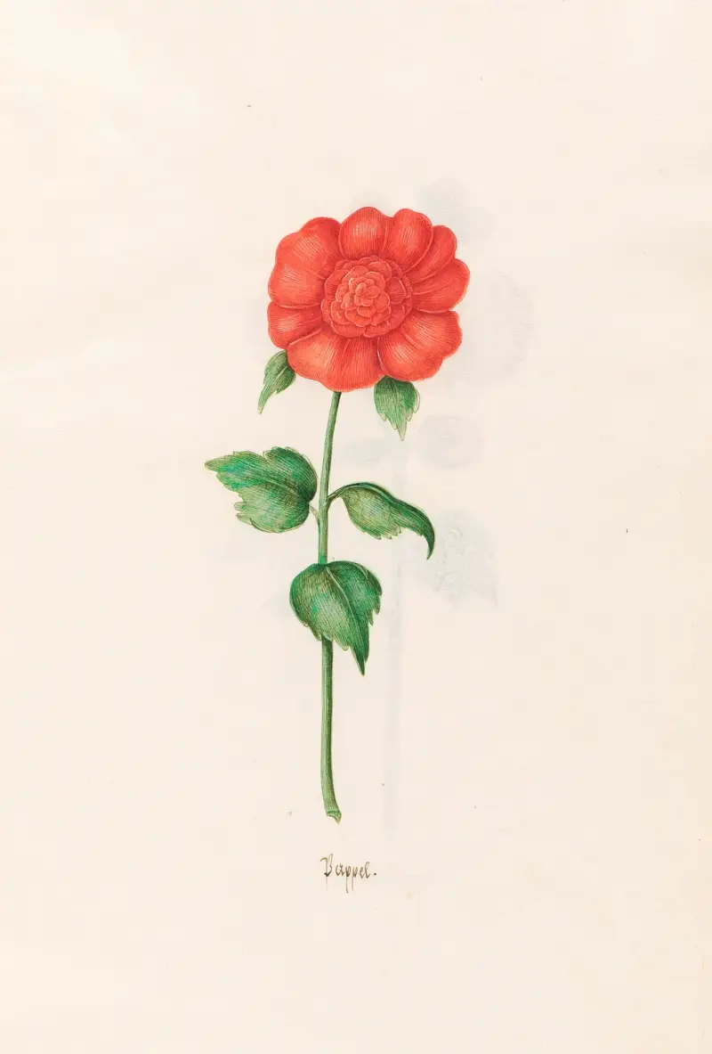 Pappel, 1692 – nr 1 av Magdelena Rosina Funck