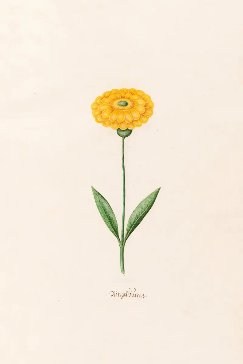 Ringelblüm, 1692 – nr 2 av Magdelena Rosina Funck