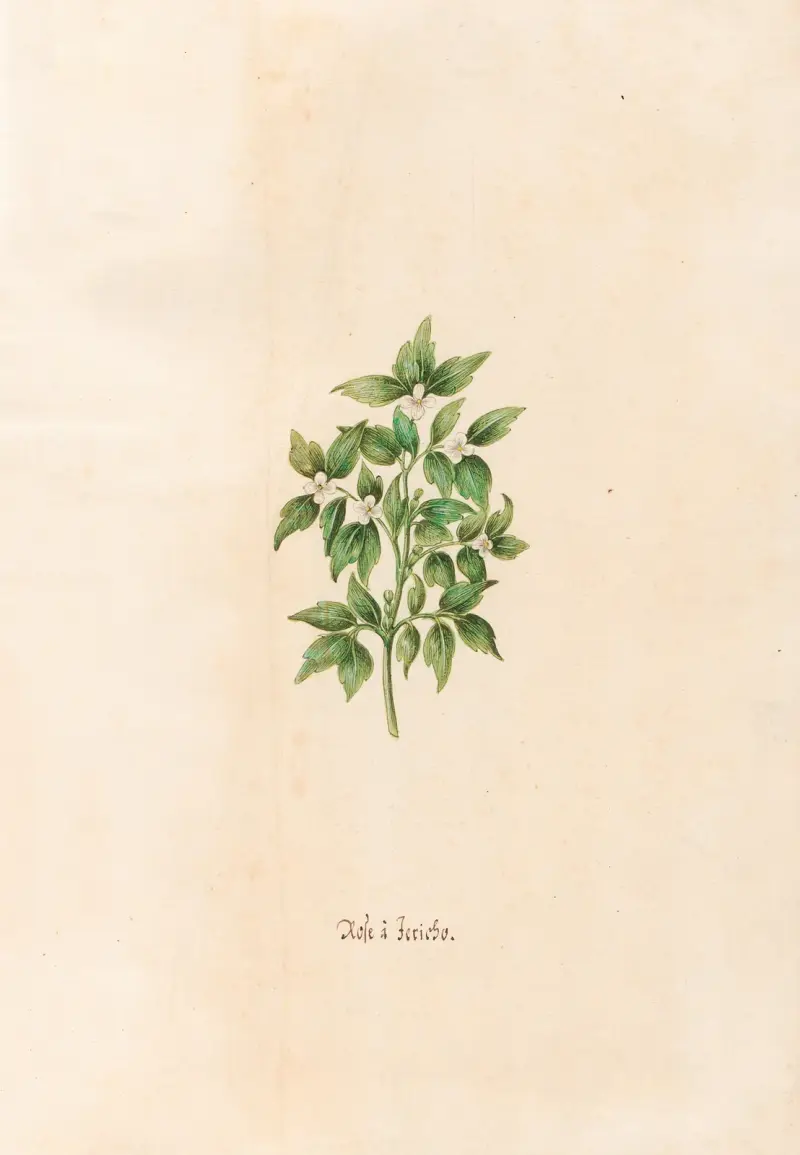 Rose à Jericho av Magdelena Rosina Funck