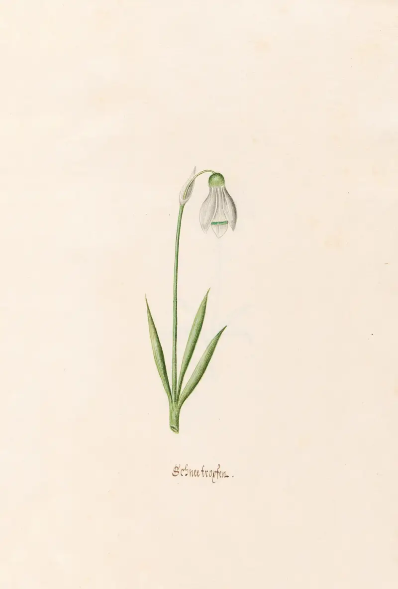 Schneeflocke von Magdelena Rosina Funck