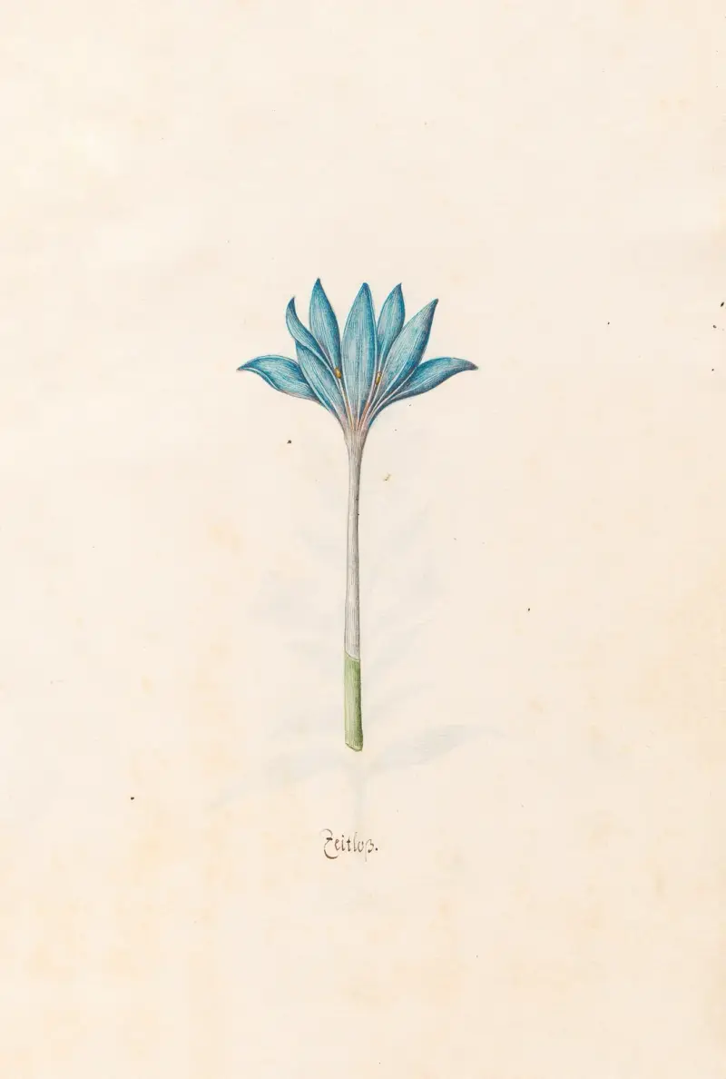 Zeitloss, 1692 – nr 1 av Magdelena Rosina Funck