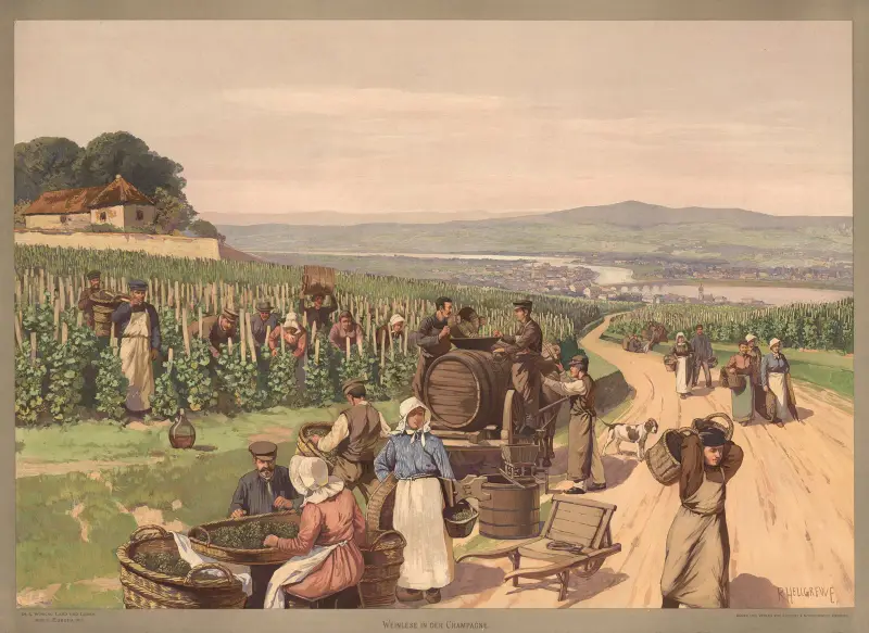 Europa – Vinskörd i Champagne av Rudolf Hellgrewe