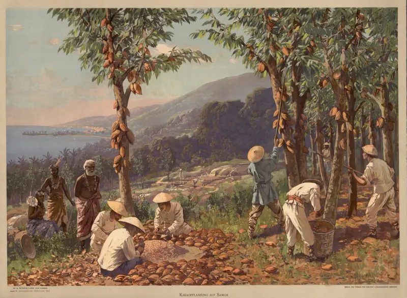 Kolonialbilder, Neue Folge – Kakaopflanzung auf Samoa von Rudolf Hellgrewe