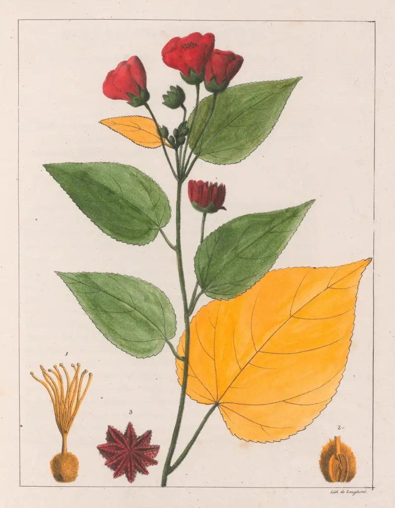 Abutilon Esculentum av Auguste de Saint-Hilaire